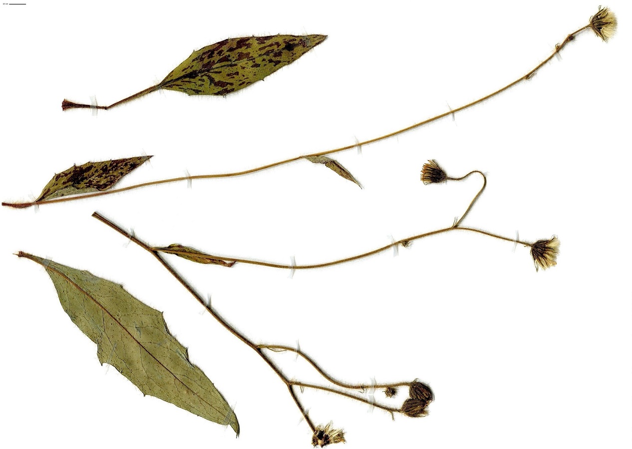 Hieracium maculatum ser. (Asteraceae)